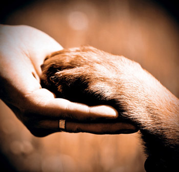 dog paw and human hand
