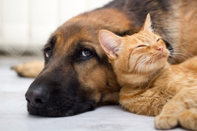 cat and dog snuggling